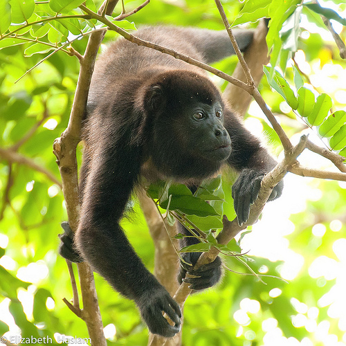 howler monkey angst