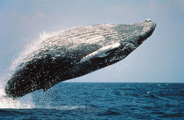 public relations lessons from a humpback whale