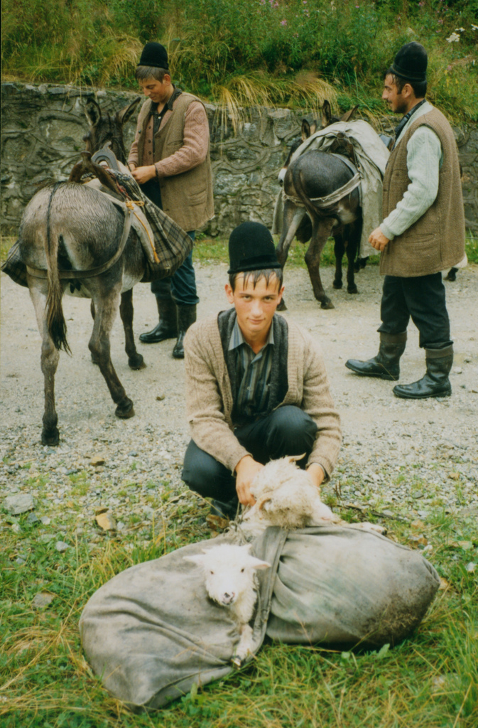 shepherding one's friends