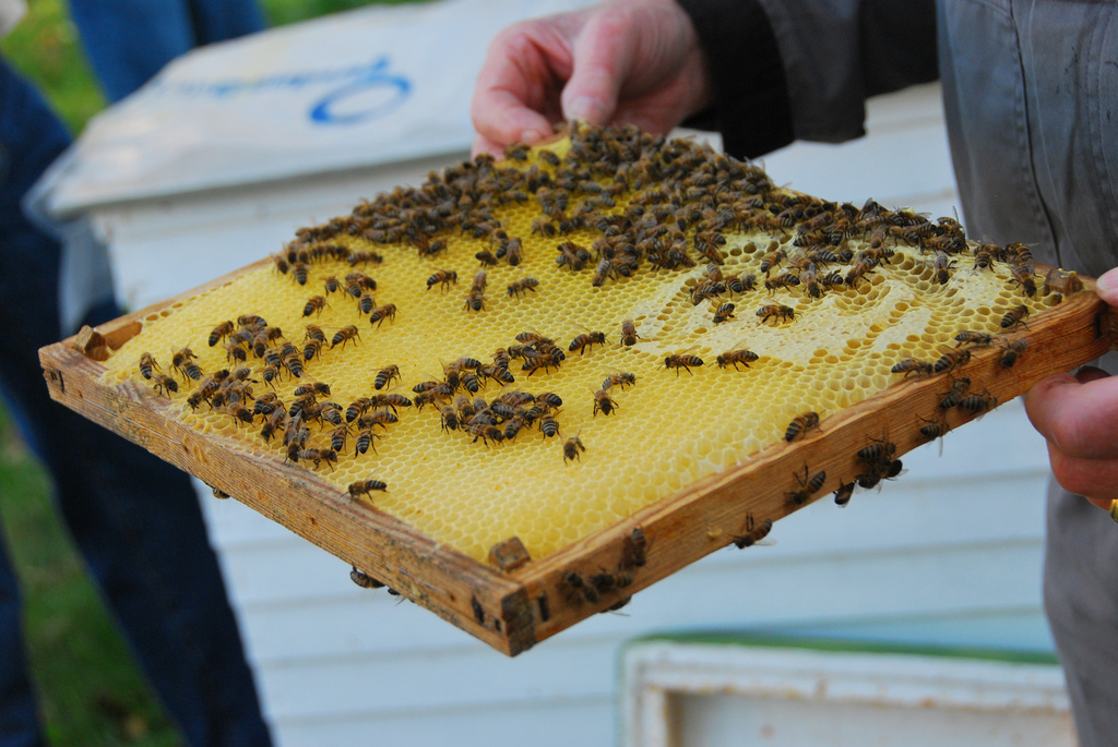 lessons in beekeeping