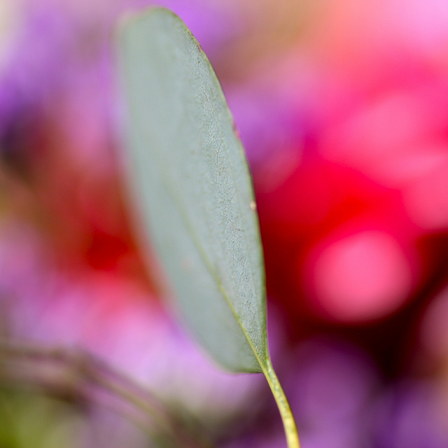 leaf in focus