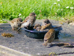 Baby birds bathing together 