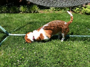 lola enjoying rolling in poop