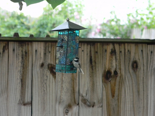 bird on birdfeeder