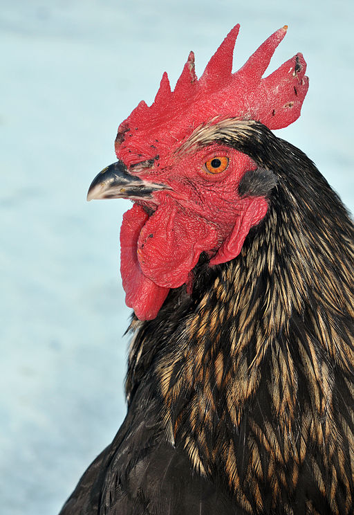 Black Bovan Rooster