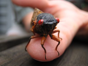 Cicada Closeup