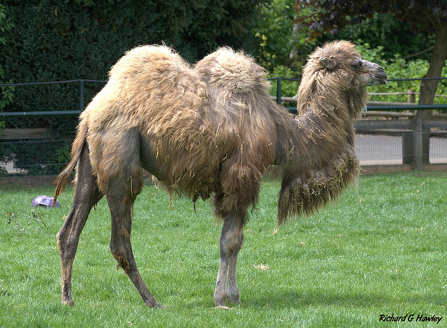 Bactrian camel