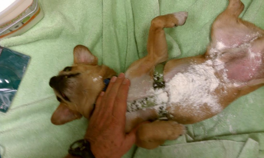 Sgt. pepper belly rub