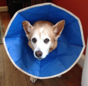 With her cone, Suzy looked like a sunflower