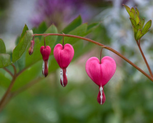 Bleeding Hearts