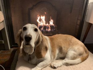 lola basset in front of fireplace