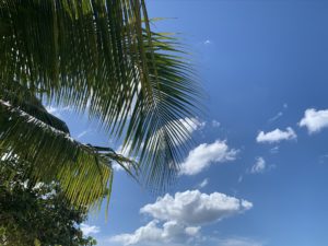 palm trees and sky