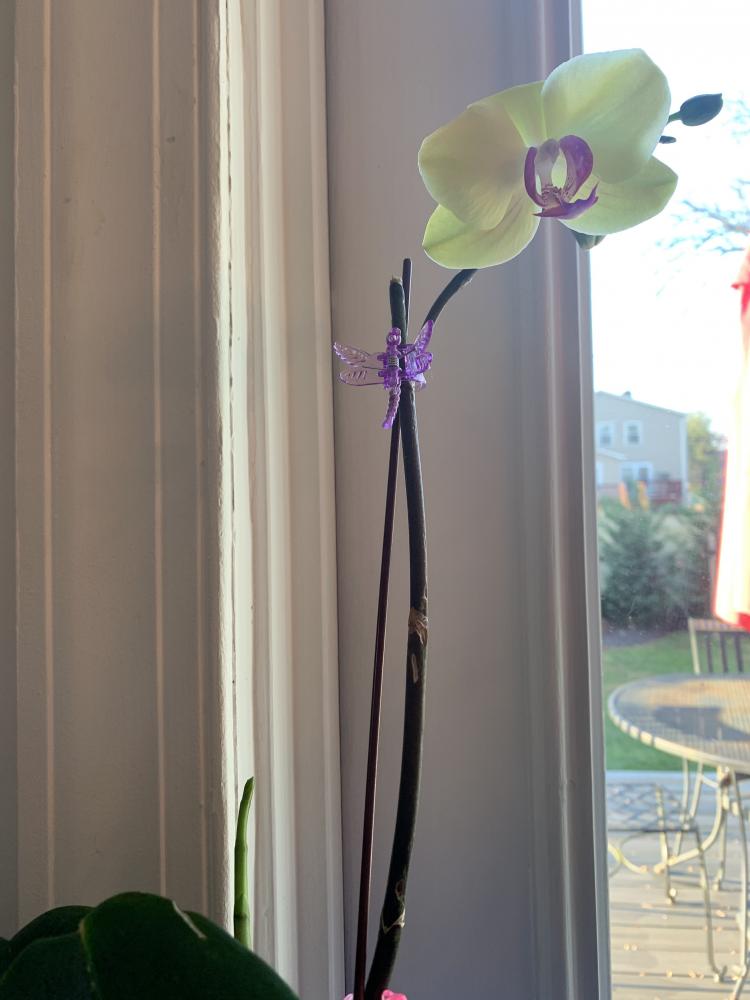 lessons in pandemic patience from an orchid