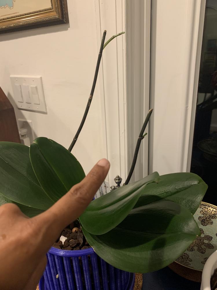 growing orchid flower spikes