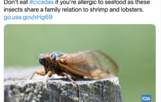 FDA tweet about cicadas and shrimp